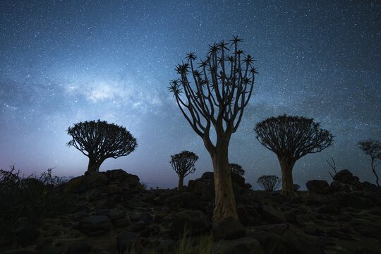 Quiver trees (Aloe dichotoma), night shot with starry sky, quiver tree forest in Garaspark near Keetmanshoop, Karas Region, Namibia