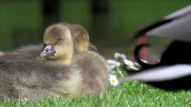 Greylag Goose (Anser anser) young goslings and a passing duck. June, Kent, UK [Half speed]