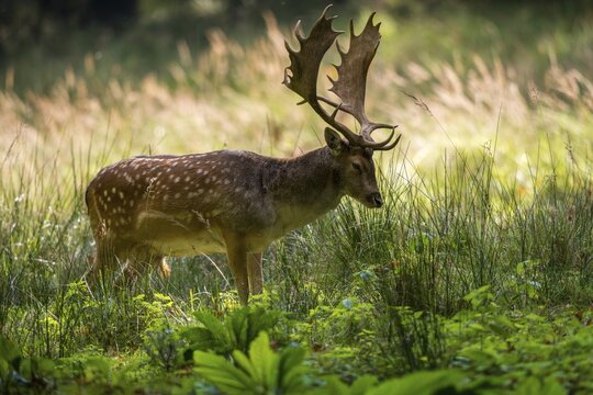 Dama dama, fallow deer, fallow deer, mammals, shovelers, mammals
