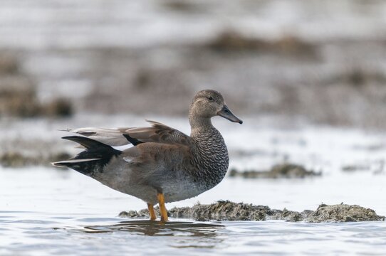 Anas Strepera, Gadwall, Mareca Strepera, Middle Duck, Schnatterente, Anatidae, Birds, Ducks, Ducks, Duckbirds, Waterbirds