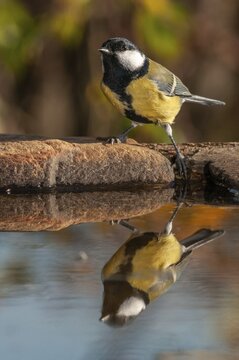 Great tit, great tit, parus major, bath, bird bath, birds, high size, portrait format, tits, passeri, songbirds, tits, drinking water, birdbath, birds, watering place