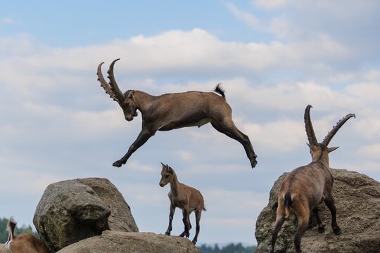 A male ibex (Capra ibex) jumps from rock to rock. A blue sky with clouds can be seen in the background. Carinthia, Austria