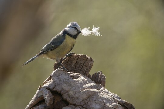 Blue tit, parus caeruleus, birds, feathers, tits, nest building, passeri, songbirds, tits, birds