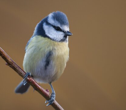 Blue tit, parus caeruleus, birds, tits, passeri, songbirds, songbirds, tits, birds