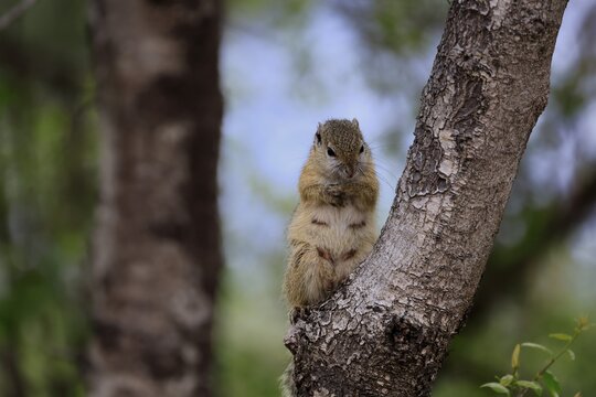 Smith's bush squirrel (Paraxerus cepapi), yellow-footed bush squirrel, adult, tree trunk, alert, Kruger National Park, South Africa