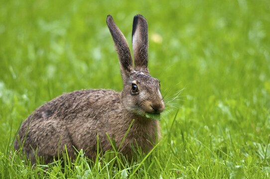 European hare, hares, hares, lagomorpha, lepus europaeus, bunny, mammals, mammals