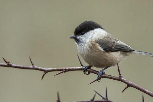 Parus montanus, poecile montanus, willow tit, birds, tit, passeri, songbirds, songbirds, tits, birds