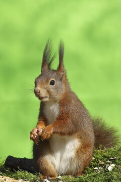 Eurasian red squirrel (Sciurus vulgaris), sitting on moss and eating sunflower seeds, Wilden, North Rhine-Westphalia, Germany