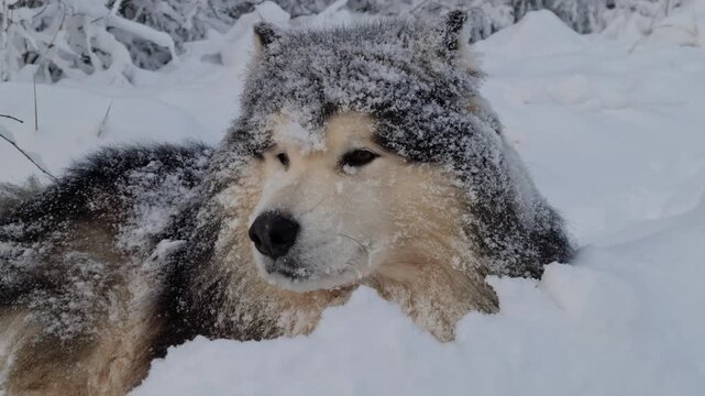 Wolf dog in snow, wolf dog, wolfdog, canine, snow, winter, snowy forest, cold weather, wild animal, loyal companion, furry, majestic, wilderness, nature, outdoor adventure, winter landscape, animal 
