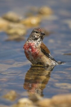 Acanthis cannabina, bloodtail, linaria cannabina, linnet, bath, bird bath, birds, high size, portrait, hanfling, male, passeri, songbirds, potion, birdbath, birds, watering place