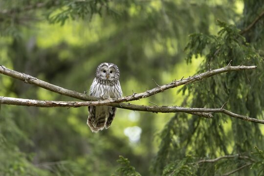 Ural owl (Strix uralensis), owl, on a branch, Koroska, Slovenia