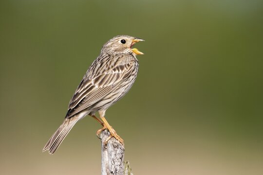 Brandenburg, Corn Bunting, Germany, Emberiza Calandra, Corn Bunting, Miliaria Calandra, Nabu, Nabu Project, National Natural Heritage, Gr&uuml;nhaus Nature Paradise, Post-Mining Landscape, Birds, Call, Song, Gr&uuml;nhaus, Passeri, Call, Singing, Songbirds, Birds