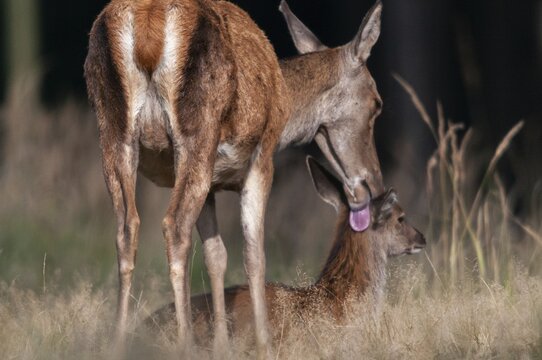 Artiodactyla, Cervus Elaphus, even-toed ungulate, cloven-hoofed, red deer, deer, deer, calf, body care, mammals, mammals