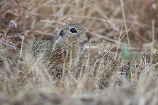 Citellus citellus, European ground squirrel, common ground squirrel, rodents, rodentia, Bulgaria, mammals, rodents, mammals, ground squirrels