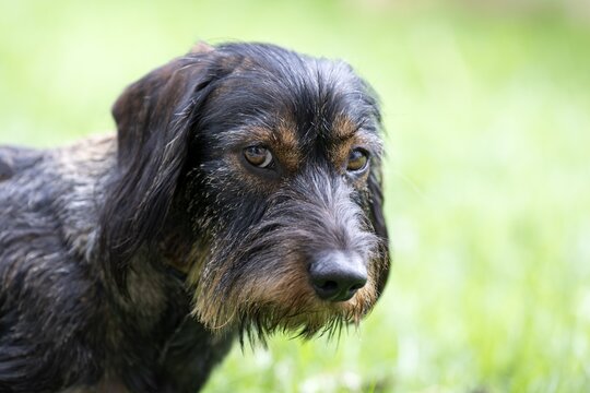 Rough-haired dachshund (Canis lupus familiaris) male, 4 years, animal portrait, gestures, sceptical, Stuttgart, Baden-W&uuml;rttemberg, Germany