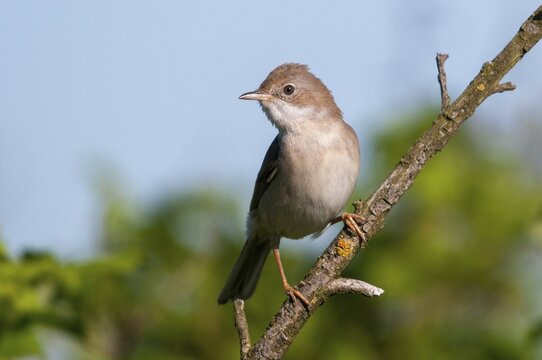 Brandenburg, garden warbler, Germany, Nabu, national natural heritage, natural paradise Gr&uuml;nhaus, Sylvia Borin, post-mining landscape, birds, greenhouse, passeri, songbirds, songbirds, birds