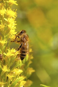 European honey bee (Apis mellifera), collecting nectar from a goldenrod (Solidago) flower, Wilnsdorf, North Rhine-Westphalia, Germany