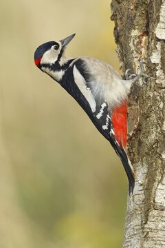 Great spotted woodpecker (Dendrocopus major), male, foraging on the trunk of a common birch (Betula pendula), wildlife, woodpeckers, nature photography, autumn, Wilnsdorf, North Rhine-Westphalia