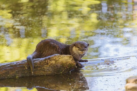 On a sunny day, an oriental small-clawed otter (Aonyx cinerea) lies on a log floating in the water, with the green vegetation on the bank reflected on the waters surface. India to Southeast Asia, islands of Sumatra, Java, Borneo and Palawan