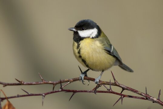 Great tit, great tit, parus major, birds, tits, passeri, songbirds, songbirds, tits, birds