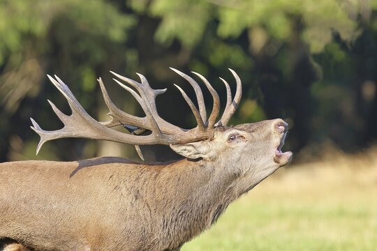 Red deer (Cervus elaphus) during the rutting season, a capital stag roaring in a forest clearing, animal portrait, wildlife, Sauerland, North Rhine-Westphalia, Germany
