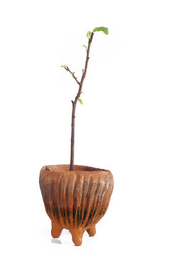  young tamarind tree in clay pots