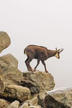 An adult male chamois (Rupicapra rupicapra) stands on a rock in dense fog at sunrise, illuminated by a weak, solitary ray of sunlight
