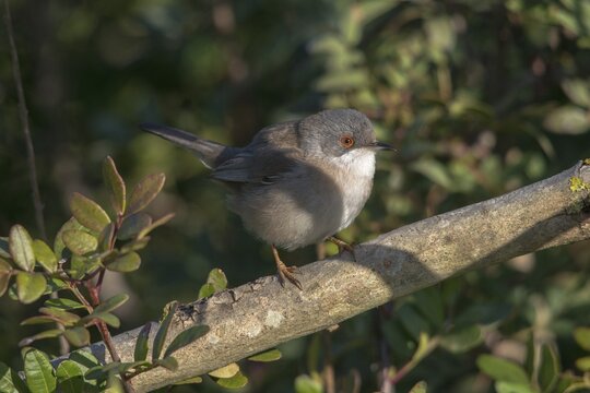 Granelli, Italy, Pantani Cuba and Longarini, velvet warbler, Sardinian warbler, Sylvia melanocephala, migratory bird sanctuary, Pantani Cuba & Longarini migratory bird sanctuary, birds, female, Italy, passeri, songbirds, Sicily, songbirds, foundation pro biodiversity, birds, female