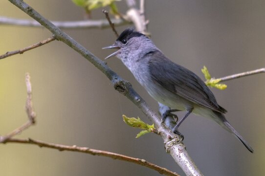 Blackcap, blackcap, blackcap, Sylvia atricapilla, birds, song, male, passeri, singing, songbirds, birds