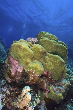 Rough brain coral (Platygyra daedalea), dive site Sataya Reef, Red Sea, Egypt