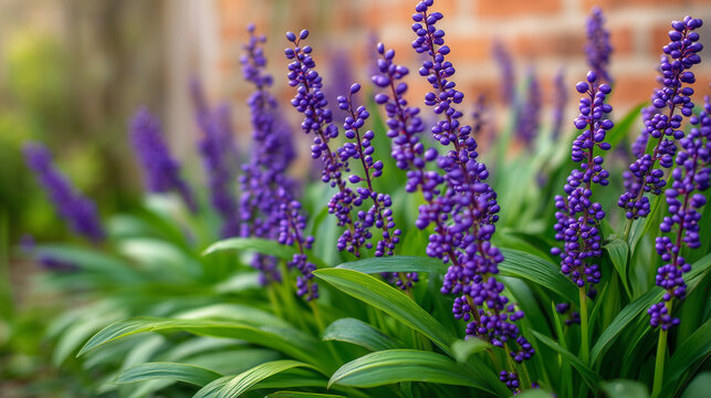 Close-up of vibrant purple flowering plants in a lush garden with soft bokeh background. Natural floral beauty, landscaping, spring bloom, and botanical concept.