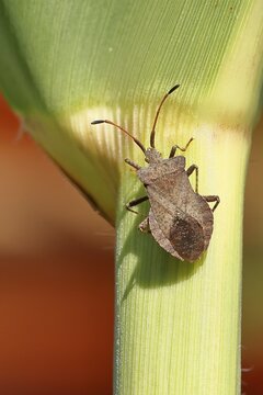 Leather bug (Coreus marginatus), on a maize plant (Zea mays), Wilnsdorf, North Rhine-Westphalia, Germany