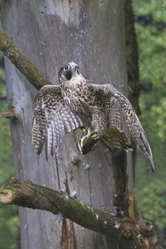 Peregrine falcon (Falco peregrinus), captive, sitting on a branch with clipped wing, Bavaria, Germany