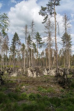 Bark beetle, high size, portrait format, intensive forestry, dead wood, forest damage, forest damage, forest death