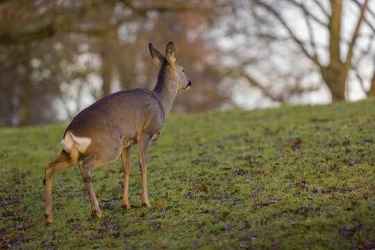 A female roe deer (Capreolus capreolus) stands urinating in a meadow