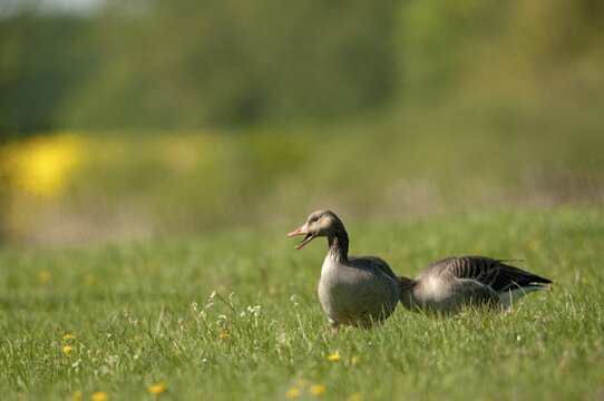 Anser Anser, Greylag or Graylag Goose, Grelag Goose, Anatidae, Birds, Duckbirds, Goose, Geese, Birds, Waterbirds
