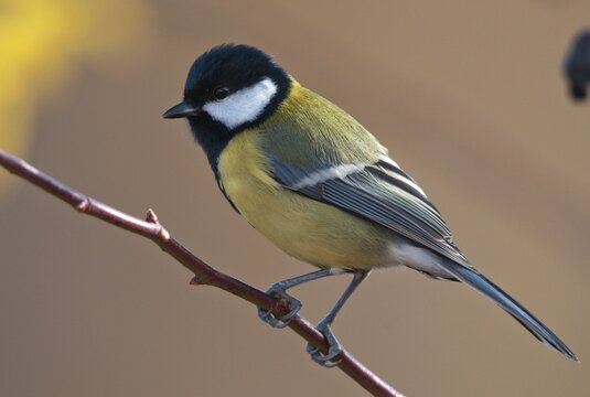 Great tit, great tit, parus major, birds, tits, passeri, songbirds, songbirds, tits, birds