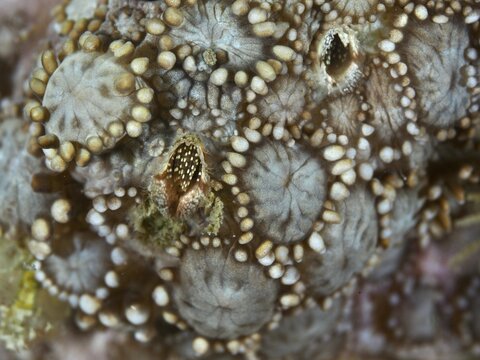 Close-up of a textured beige coral surface inhabited by coral barnacles (Ceratoconcha), crustacean, dive site Gondol Reef, Gondol, Bali, Indonesia