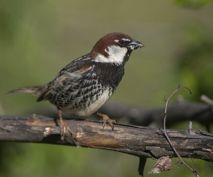Passer hispaniolensis, Spanish sparrow, willow sparrow, birds, Bulgaria, male, passeri, songbirds, sparrows, birds