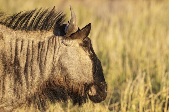 Blue Wildebeest (Connochaetes taurinus). Kalahari Desert, Kgalagadi Transfrontier Park, South Africa