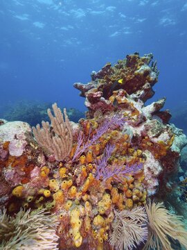 Vibrant coral landscape with diverse marine sponges, bundle tube sponge (Agelas wiedenmayeri), American gorgonian (Antillogorgia americana) and porous horn coral (Pseudoplexaura porosa) and structures, dive site John Pennekamp Coral Reef State Park, Key Largo, Florida Keys, Florida, USA