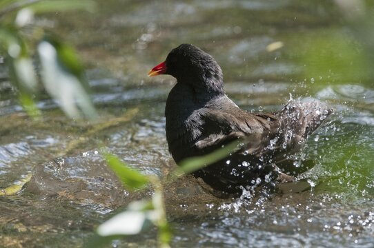 Gallinula chloropus, bogs, pond grouse, pond rail, bath, bathes, birds, gruiformes, crane birds, rails, railings, rallidae, swamp chicken, birds, waterbirds, waterbirds, waterbirds, waterbirds, waterhen