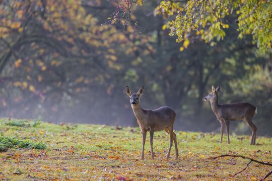 Two roe deer (Capreolus capreolus) stand in a meadow at sunrise. The trees around show fall foliage