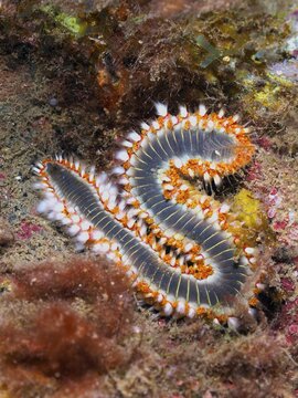 An S-shaped fireworm (Hermodice carunculata) on the seabed with detailed, colourful bristles. Dive site Puerto de Mogan Reef, Gran Canaria, Spain, Atlantic Ocean