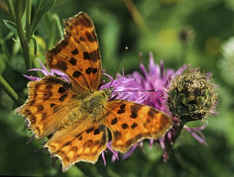 C-butterfly, comma butterfly, nymphalis c-album, polygonia c-album, butterfly, backlight, insects, butterfly, butterflies