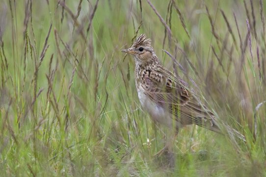 2010, Alauda Arvensis, Brandenburg, skylark, Germany, Nabu, national natural heritage, natural paradise Gr&uuml;nhaus, Skylark, post-mining landscape, birds, greenhouse, passeri, songbirds, birds