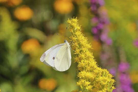 A Cabbage butterfly (Pieris brassicae) sucking nectar on the flower of a Solidago canadensis (Solidago canadensis), in a natural environment in the wild, nice bokeh in the background, wildlife, insects, butterflies, butterflies, Wilnsdorf, North Rhine-Westphalia, Germany