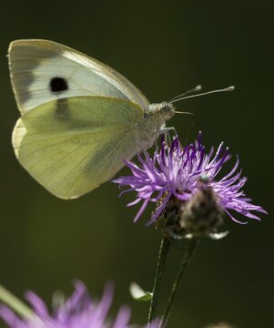 Large cabbage white, Pieris brassicae, butterfly, high size, portrait, insects, butterfly, butterflies