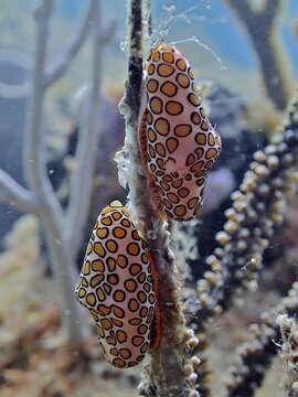 Two specimens of flamingo tongue snail (Cyphoma gibbosum) feeding on a shrub coral, coral bare. Dive site Nursery, Pompano Beach, Florida, USA