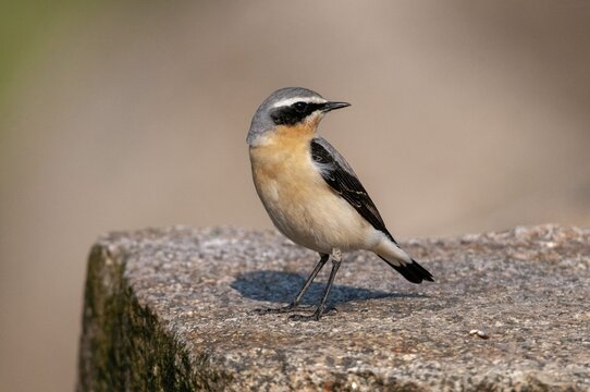 Brandenburg, Germany, national natural heritage, Gr&uuml;nhaus natural paradise, oenanthe oenanthe, Steinschm&auml;tzer, wheatear, post-mining landscape, birds, green house, male, passeri, songbirds, birds